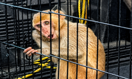 Hombre recibe “No Causa” por violencia doméstica pero termina acusado por posesión de un mono Rhesus