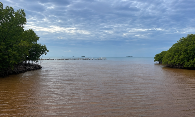 DRNA activa protocolo ante evento significativo de sargazo en Cabo Rojo