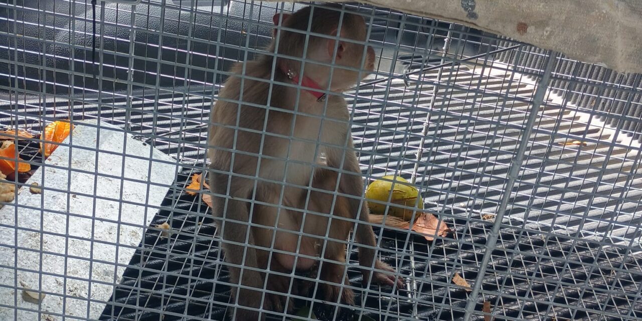 DRNA captura mono rhesus en Fajardo