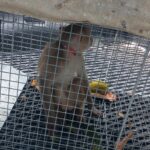 DRNA captura mono rhesus en Fajardo