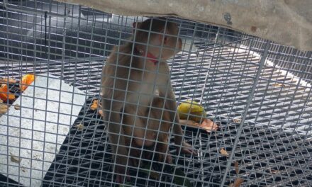 DRNA captura mono rhesus en Fajardo