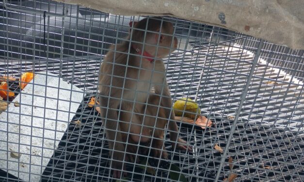 DRNA captura mono rhesus en Fajardo