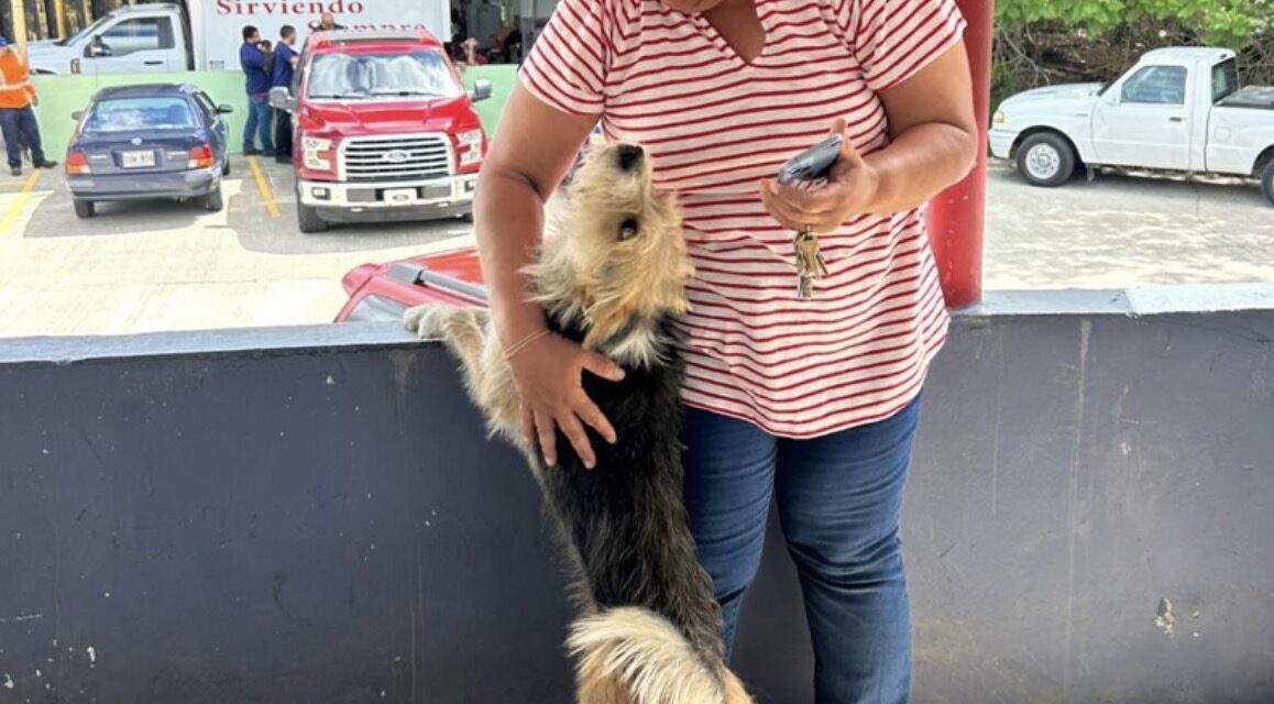 Cayey responde a video sobre supuesto maltrato a perro que recorre el centro urbano