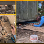 Policía rescata a una perra y siete cachorros en Arecibo
