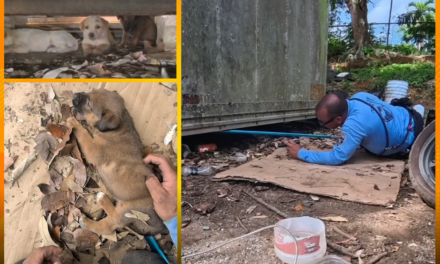 Policía rescata a una perra y siete cachorros en Arecibo