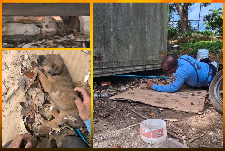 Policía rescata a una perra y siete cachorros en Arecibo