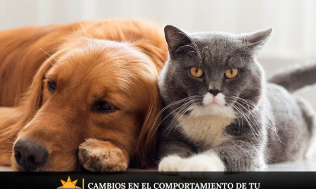 Cambios en el comportamiento de tu mascota que no debes ignorar