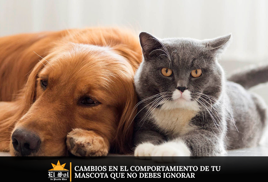 Cambios en el comportamiento de tu mascota que no debes ignorar