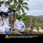 Agricultura investiga casos sospechosos de influenza aviar en Cabo Rojo y Lajas