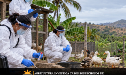 Agricultura investiga casos sospechosos de influenza aviar en Cabo Rojo y Lajas