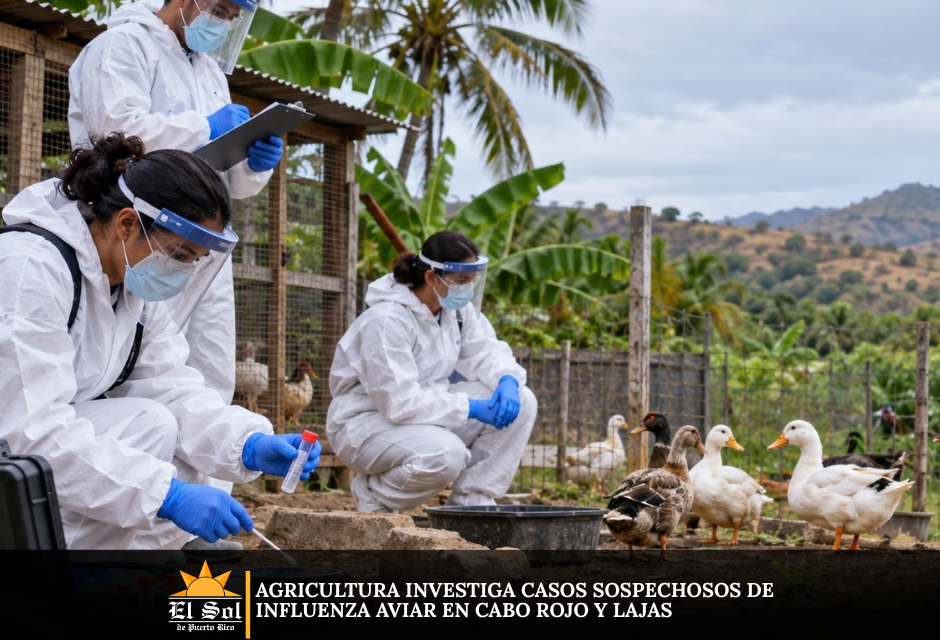 Agricultura investiga casos sospechosos de influenza aviar en Cabo Rojo y Lajas